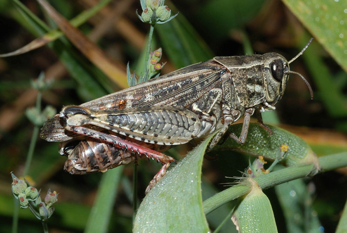 Calliptamus cf. italicus